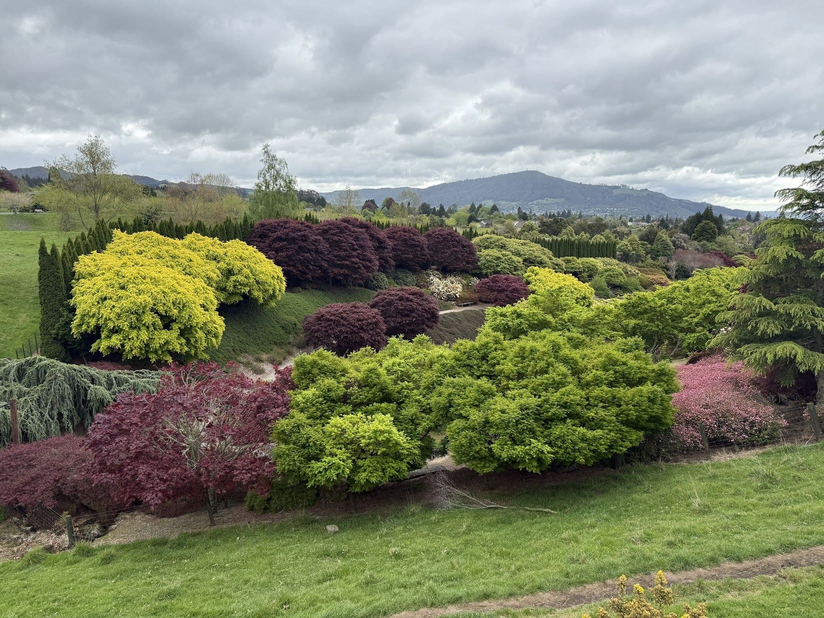 Fresh red, pink, and gold spring foliage in a New Zealand garden under heavy grey cloud